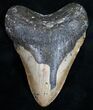 Bargain Megalodon Tooth - North Carolina #11028-1